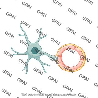 Oligodendrocyte pre myelinating