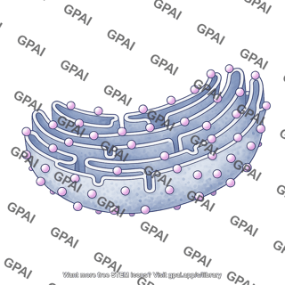 Rough endoplasmic reticulum with ribosomes