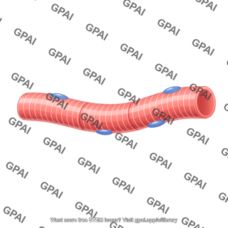 Skeletal muscle cell