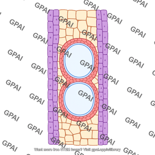 Xylem tissue plant