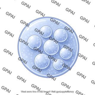 Endosome late 3