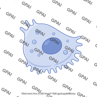 Pneumocyte type ii