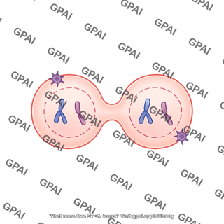 Meiosis 13. cytokinesis ii c
