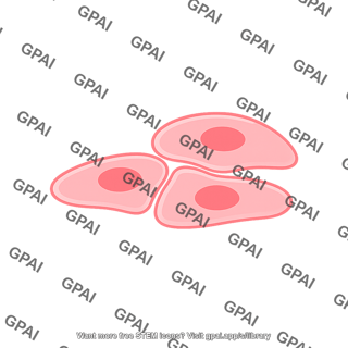 Cell squamous 3