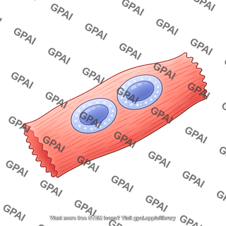Cardiomyocyte ipsc derived