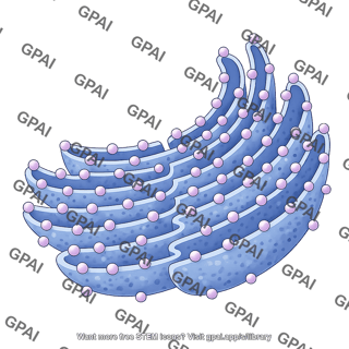 Rough endoplasmic reticulum 2d section 1