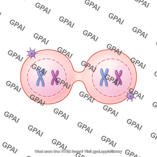 Meiosis 13. cytokinesis ii a