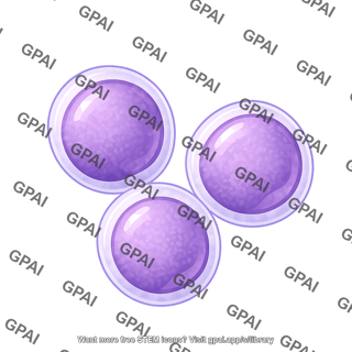 Lymphoblast 3