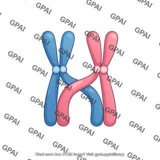 Chromosomes bivalent 2