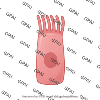 Ciliated cell respiratory