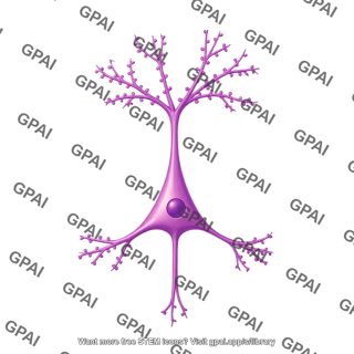 Pyramidal neuron 2 med dendritic spines
