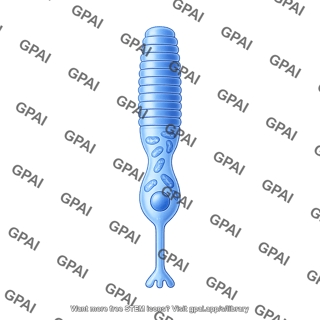 Rod photoreceptor with mitochondria
