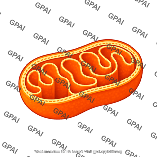 Mitochondria schematic bilayer