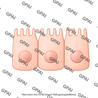 Enterocyte normal 4
