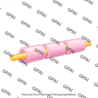 Myelin sheath long