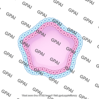 Trophoblast organoid