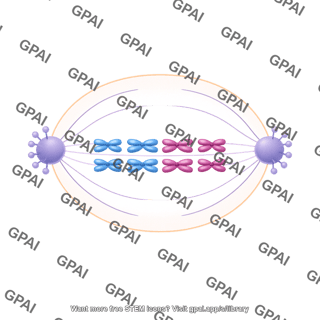 Meiosis 10 metaphase ii a