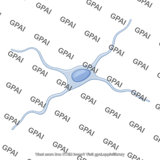 Telocyte