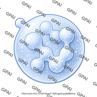 Endosome plant late 2 793