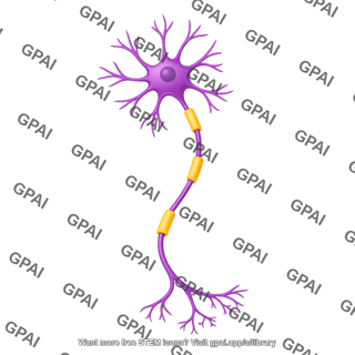 Multipolar neuron motor