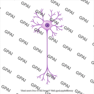 Enteric neuron dogiel type ii long
