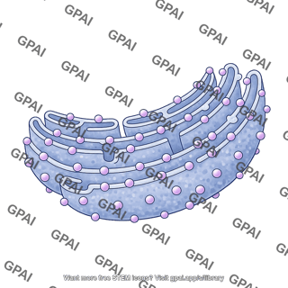 Rough endoplasmic reticulum 2d section