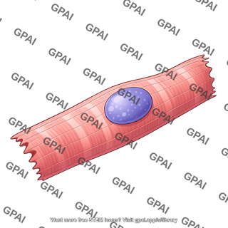 Cardiomyocyte hypertrophy