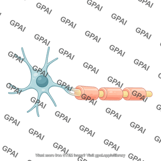 Oligodendrocyte progenitor late