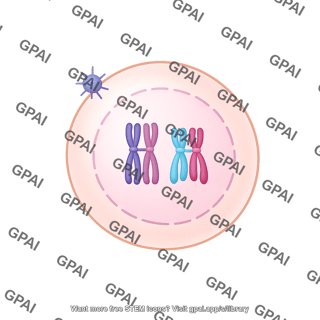 Meiosis 02. prophase i