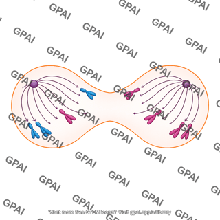 Meiosis 11. anaphase ii b