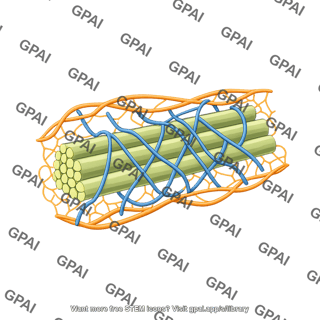 Cell wall cellulose