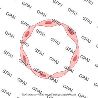 Vessel cross section arteriole endothelium