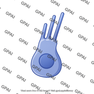 Hair cell type 1 1