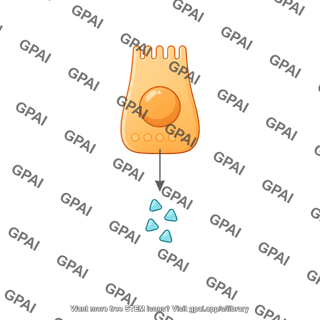 L cell releasing glp 1 schematic