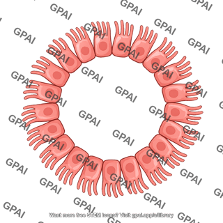 Ciliated cell respiratory ring