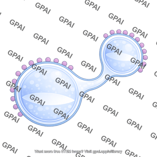 Membrane endocytic pathway endosome 2