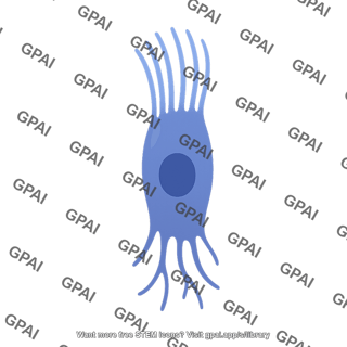 Ependymal cell