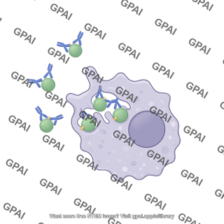 Opsonophagocytosis cocci macrophage