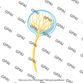 Skin sensory receptor kraus end bulb