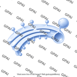 Er membrane budding with ribosomes