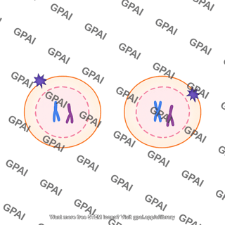 Meiosis 13 cytokinesis ii b