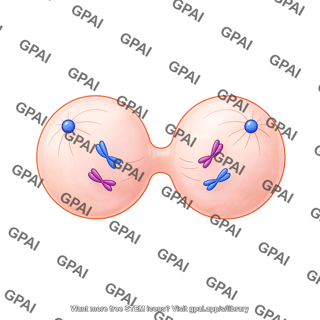 Meiosis 12. telophase ii a