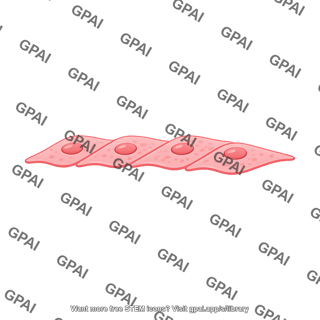 Endothelial cell 5