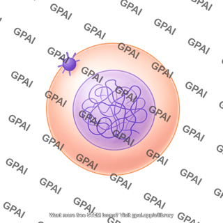 Meiosis 01 interphase