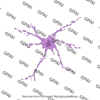 Cortical neuron cultured 2 degenerating