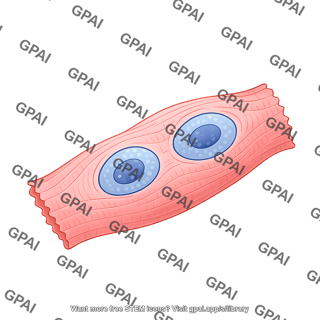 Cardiomyocyte concentric hypertrophy binucleated
