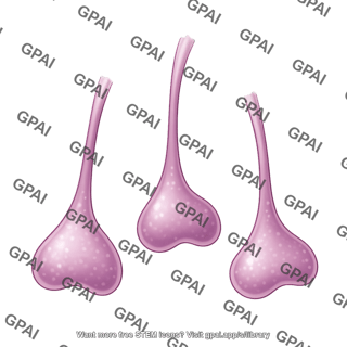 Astrocyte end foot process 3