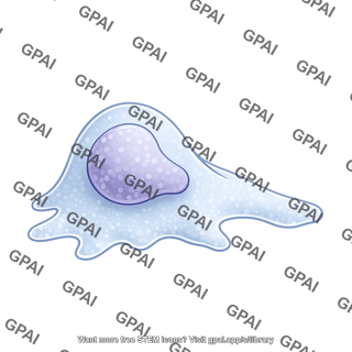 Lymphocyte crawling