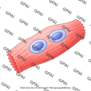 Cardiomyocyte concentric hypertrophy