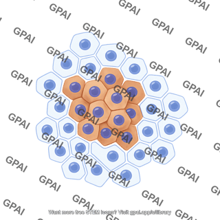 Immunohistochemistry staining chromogranin a 115